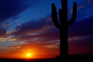 Sunset and Saguaro cactus in Superstitions