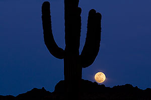 Moon behind Saguaro cactus in Superstitions