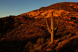 Saguaro in the evening in Superstitions