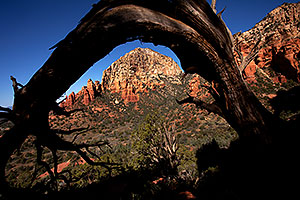 Tree Arch view of Thunder Mountain (Capital Butte) in Sedona