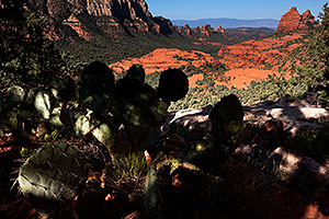 Prickly Pear Cactus at Schnebly Hill in Sedona