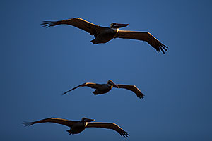 3 Pelicans by Carlsbad, California