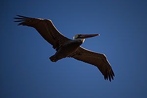 Pelicans by Carlsbad, California