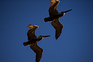 2 Pelicans by Carlsbad, California