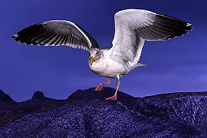 Seagulls by Carlsbad, California