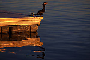 Cormorant at Tempe Town Lake