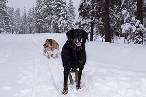 Booda and Dudley in snow in Flagstaff