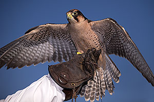 Lanner Falcon at Renaissance Festival 2013 in Apache Junction