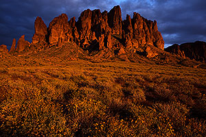 Lost Dutchman State Park in bloom in Superstitions, Arizona