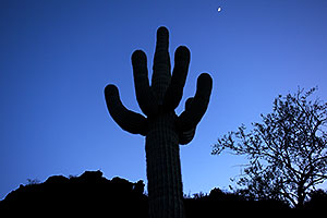 Saguaro Silhouette and moon