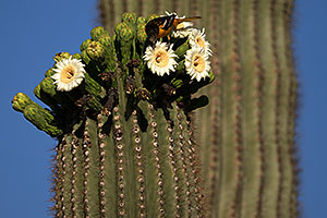 Bird on a Saguaro flower in Superstitions