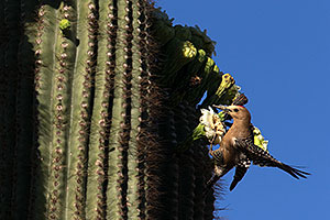 Male Woodpecker on a Saguaro