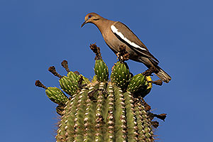 Male White-winged Dove on a Saguaro