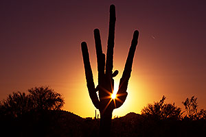 Saguaro at sunset in Mesa
