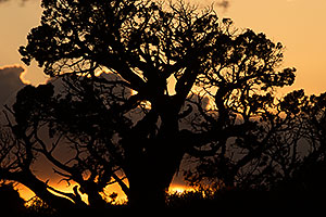 Tree silhouette in Arches National Park