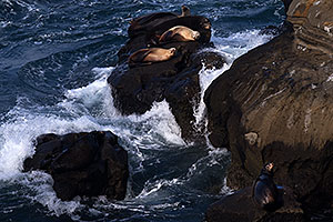 Sea Lions on a rock in La Jolla, California