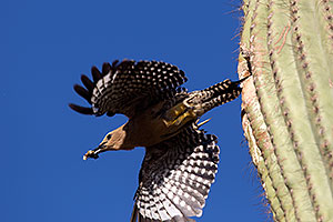 Gila Woodpecker leaving the nest