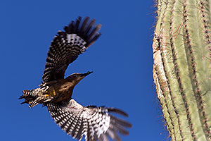 Gila Woodpecker flying to the nest