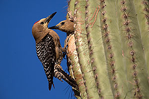 Male Gila Woodpecker waiting his turn as female is leaving the nest