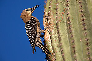 Male Gila Woodpecker sticking his tongue out at the nest