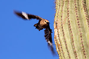 Male Gila Woodpecker leaving the nest in Superstitions