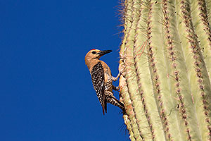 Male Gila Woodpecker at the nest in Superstitions