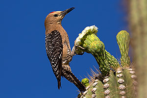 Male Gila Woodpecker on Saguaro flower in Superstitions