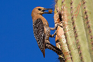 Male Gila Woodpecker brings fruit to his nest to feed the baby