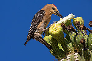 Male Gila Woodpecker feeding on Saguaro flower in Superstitions