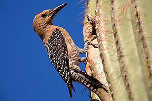 Male Gila Woodpecker by the nest in Superstitions
