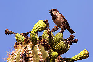 House Sparrow (male) in Superstitions