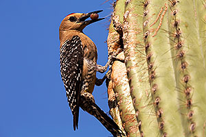 Male Gila Woodpecker bringing fruit to the nest
