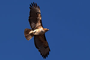 Red Tailed Hawk (adult) in flight in Superstitions