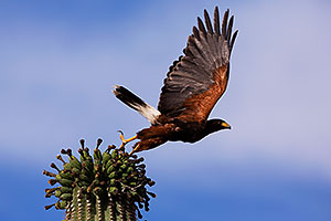 Harris Hawk taking of from Saguaro Cactus