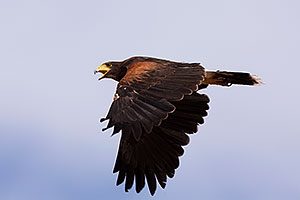 Harris Hawk in flight