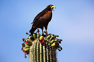 Harris Hawk on top of a Saguaro Cactus