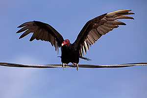 Turkey Vulture in Superstitions