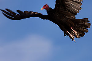 Turkey Vulture in flight in Superstitions
