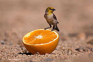 Finch in Tucson