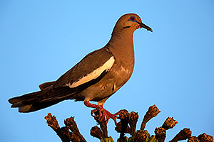 White Winged Dove on Saguaro Cactus fruit in Superstitions