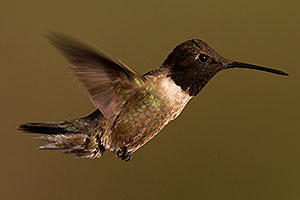 Annas Hummingbird in Tucson