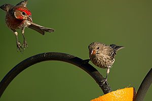 Male (left) and female House Finches in Tucson