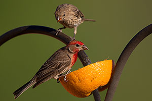 Male (front) and female House Finches in Tucson