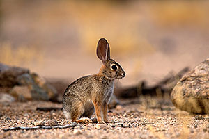 Rabbit in Tucson
