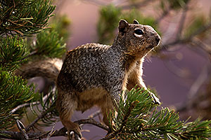 Squirrel at Mather Point at Grand Canyon