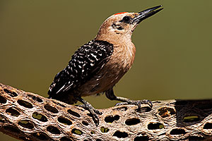 Gila Woodpecker in Tucson