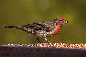 Male House Finch in Tucson