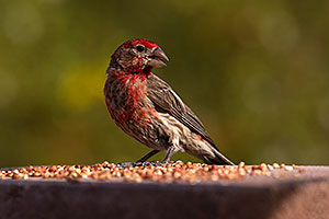 Male House Finch in Tucson