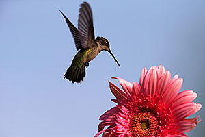 Annas Hummingbird and Gerbera Daisy in Tucson
