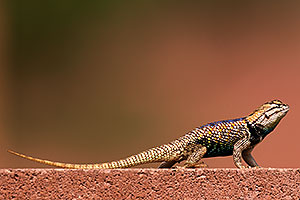 Desert Spiny Lizard in Tucson